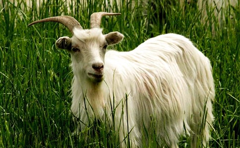 ���Ƽ���ɽ������300�ְ�ƪ