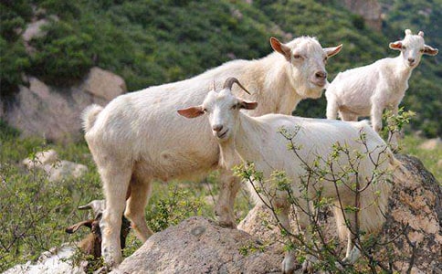 ��ɽ�򲻳����òݡ������15ƪ