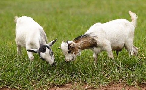 ɽ�򲻳����òݶ����15ƪ[��Ʒ]