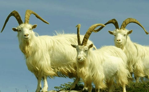 �����š�ɽ������300��3ƪ