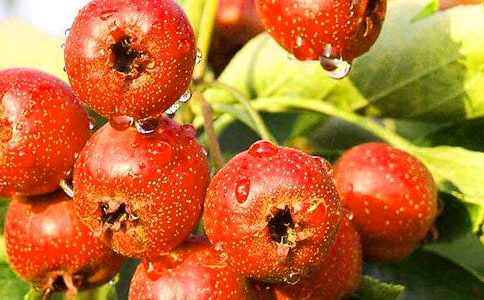 ��ѡдɽ�����300��3ƪ