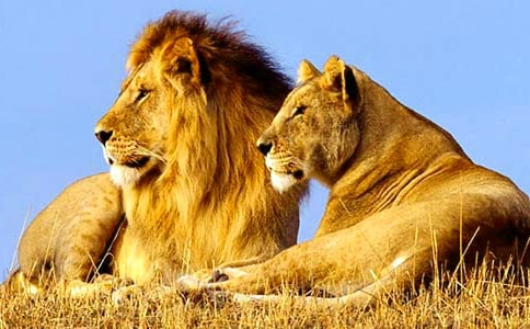 ʨ�����������꼶��ͼ����