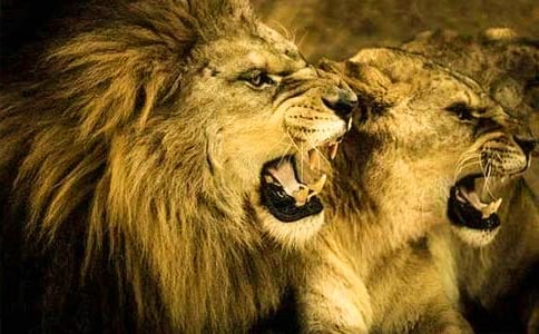 ����ѡ��ʨ������300��5ƪ