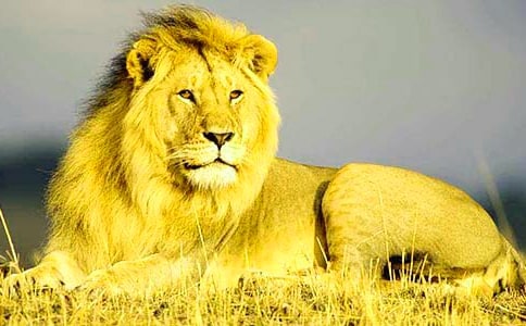 ����ѡ��ʨ�ӵ�����300�ֺϼ���ƪ