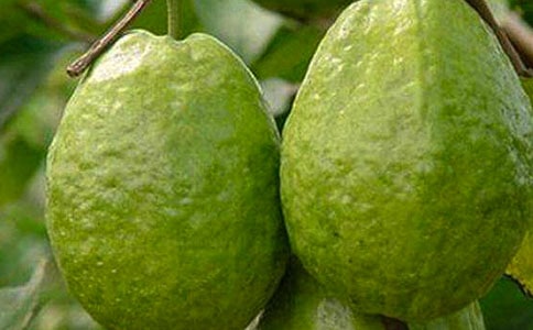 ʯ��Сѧ����15ƪ