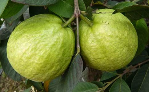 ��ѡժʯ������300����ƪ