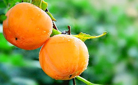 �������������600�ְ�ƪ