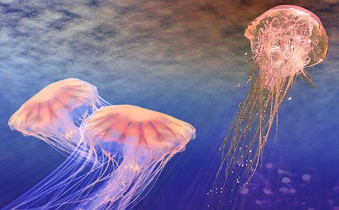 ˮĸ����300����ƪ