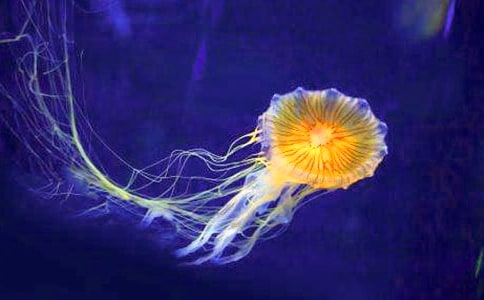 ʵ�õ�ˮĸ����300��