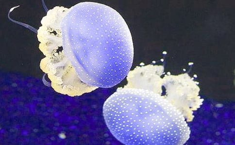 ��ѡˮĸ����300��3ƪ