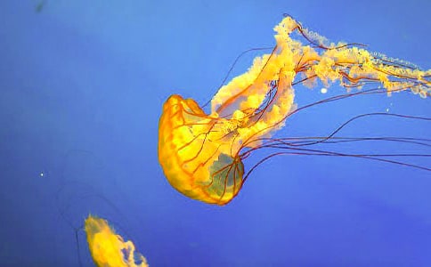 ����ˮĸ�����ģ���ѡ34ƪ��