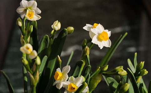 水仙的作文600字精选(6篇)