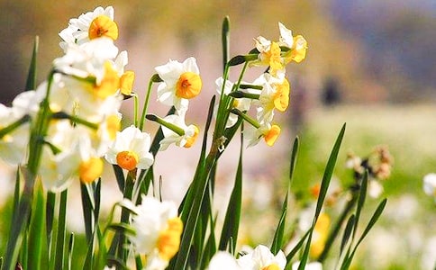 水仙花三年级作文四篇