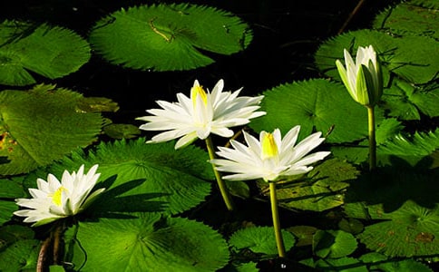 睡莲作文300字6篇