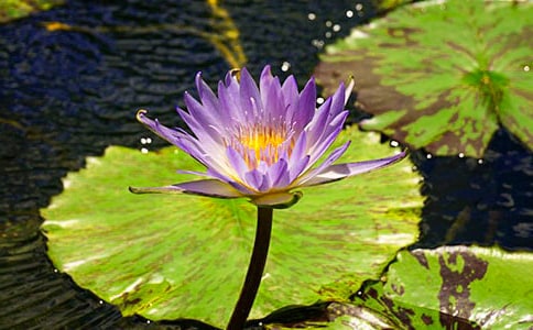 ˯������300����ƪ