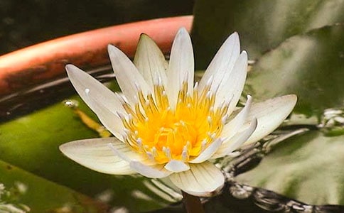 关于睡莲作文300字4篇