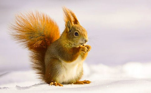 【热门】松鼠作文300字4篇