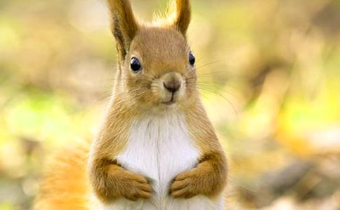 С����Сѧ���Ļ��7ƪ