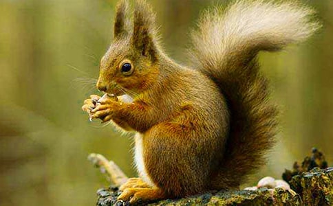 关于松鼠的作文600字3篇