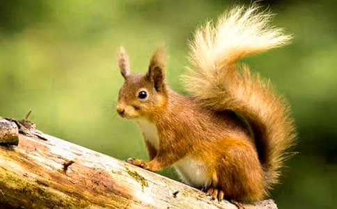 【必备】小松鼠小学作文四篇