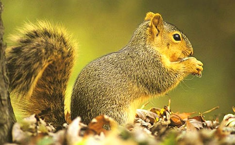 【精品】松鼠作文600字4篇