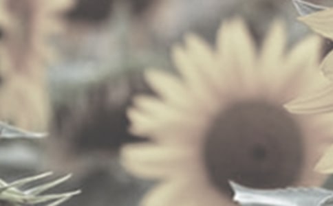 �ҵ�ֲ������̫�������ģ���ѡ96ƪ��