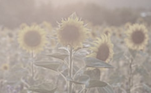 ̫����������600��9ƪ