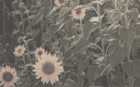 д̫����������550�֣���ѡ3ƪ��