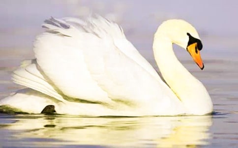 ����Ʒ���������600��3ƪ