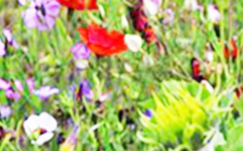 ��ҰȤ������