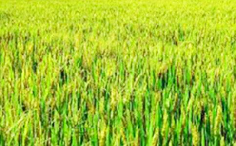 ���Ƽ������꼶��Ұ����10ƪ