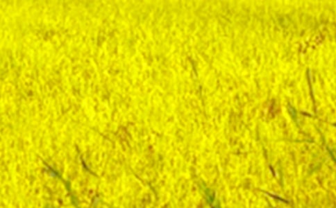 ���꼶��Ұ������ƪ