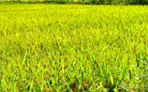 ���꼶��Ұ����300����ƪ