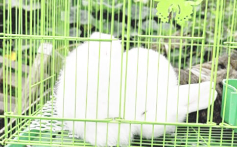 兔子的尾巴童话作文