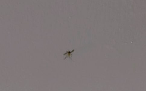 以蚊子为主题的作文450字