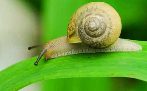 ��ţ����250��