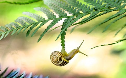 【必备】三年级蜗牛的作文三篇