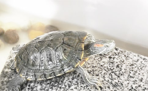 我的乌龟五年级作文