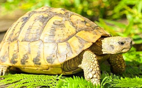 ʵ�õ��ڹ�������Ľ�����ƪ