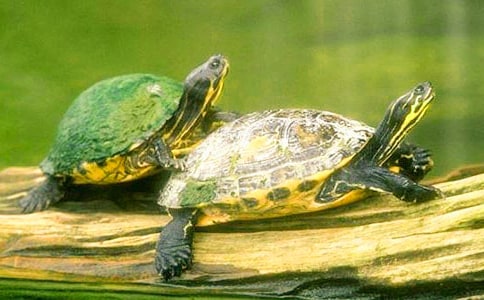 �ɰ���С�ڹ�