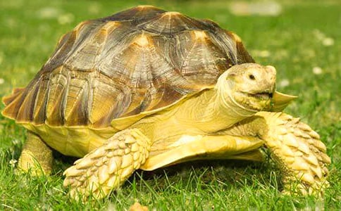 小乌龟作文500字