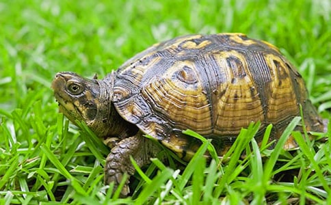 ���ر����ڹ�����꼶���Ľ���5ƪ