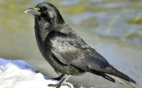 ��ѻ��ˮ����300����ƪ