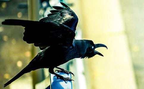 ��ѡ��ѻ��ˮ����300��5ƪ