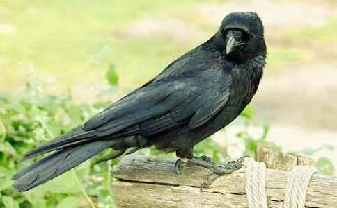 ��ѻ������300�ֺϼ�[6ƪ]