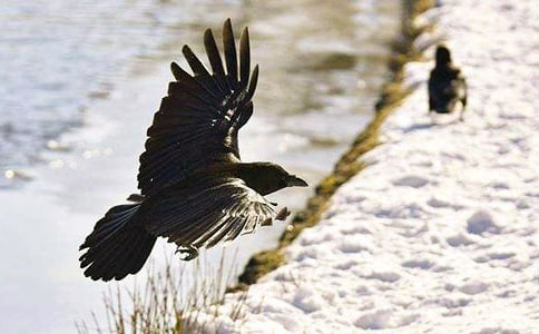 ��ѻ�Ķ����