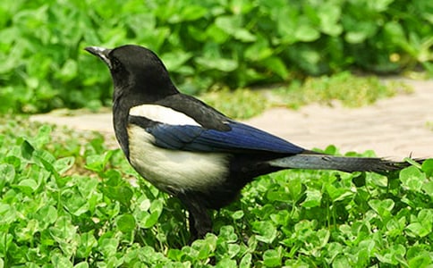 ϲȵ������300�ֺϼ�10ƪ