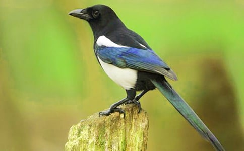 ���Ƽ���ϲȵ������300����ƪ