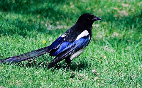 喜鹊的作文300字九篇