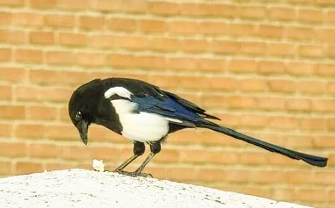 ϲȵСѧ����